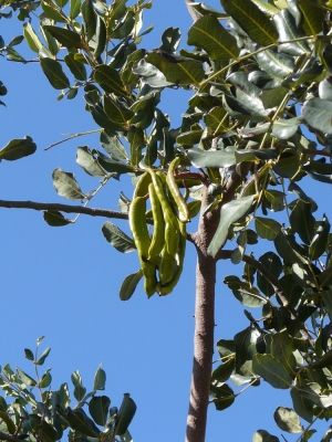 Beelden uit de Algarve_11