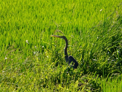 Op zoek naar vogels_5