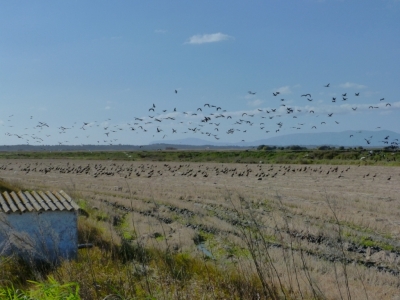 Estuario do Sado_16