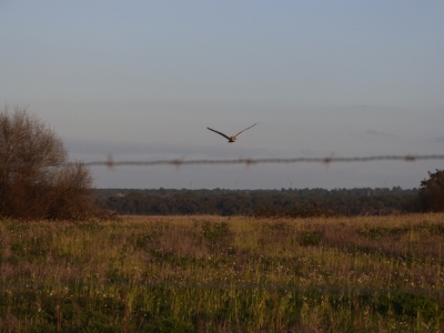 Estuario do Sado_19