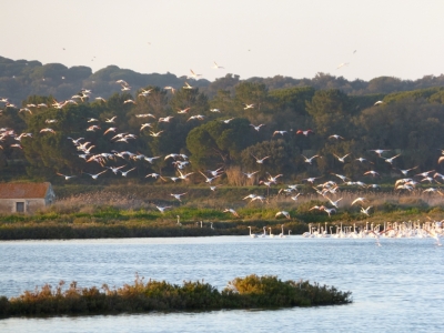 Estuario do Sado_20