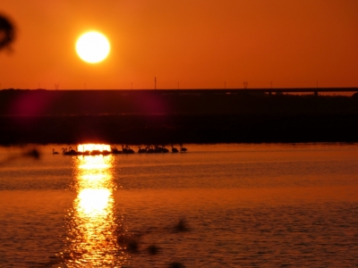 Estuario do Sado_21