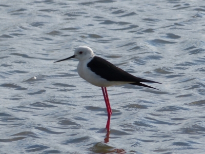 Estuario do Sado_4