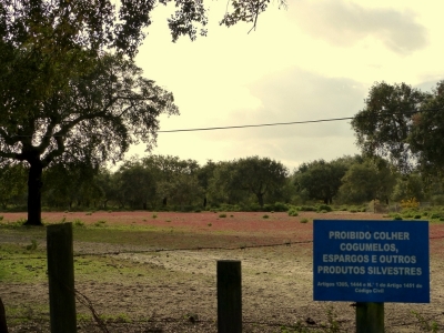 Estuario do Tejo_10