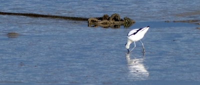 Estuario do Tejo_19