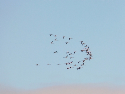 Estuario do Tejo_20