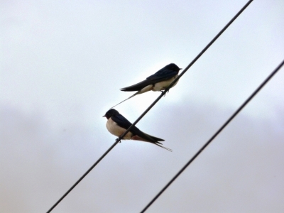 Estuario do Tejo_21