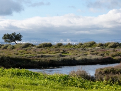 Estuario do Tejo_29