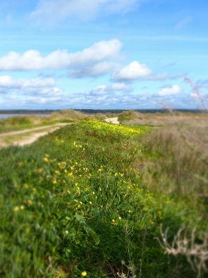 Estuario do Tejo_31
