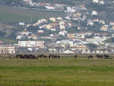 Estuario do Tejo_34