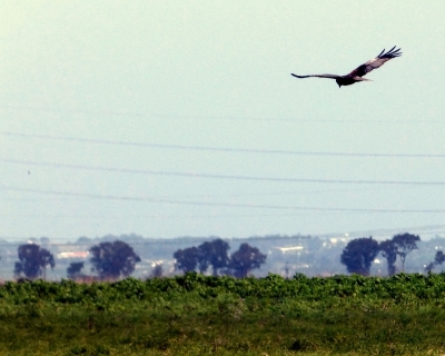 Estuario do Tejo_3