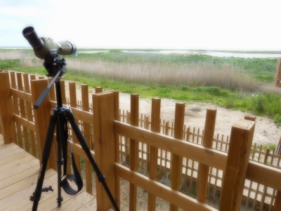 Estuario do Tejo_6