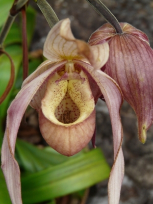 Flora_10