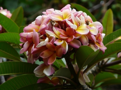 Flora_13