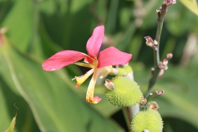 Flora_2