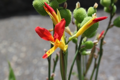 Flora_3