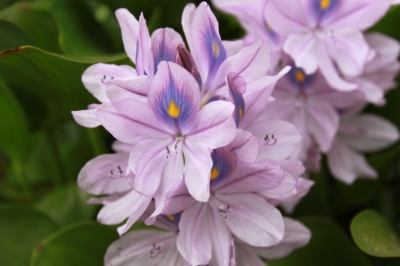 Flora_7