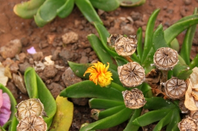 Flora_8