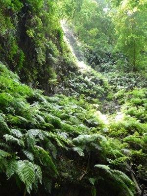 Levadas_11