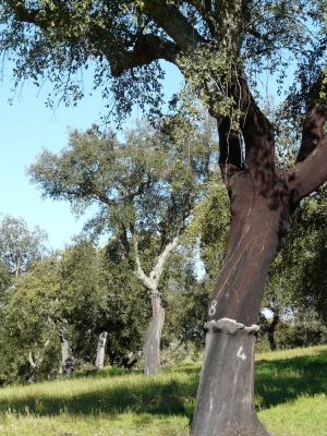 Natureza_3